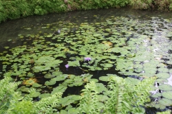 Ogród botaniczny Jardin de Balata foto: Piotr Kowalski