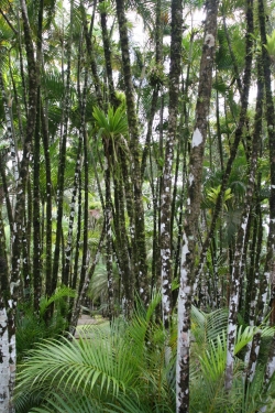 Ogród botaniczny Jardin de Balata foto: Piotr Kowalski