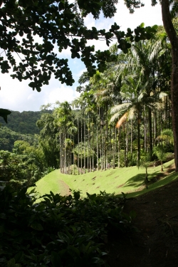 Ogród botaniczny Jardin de Balata foto: Piotr Kowalski