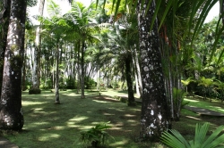 Ogród botaniczny Jardin de Balata foto: Piotr Kowalski