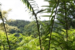 Ogród botaniczny Jardin de Balata foto: Piotr Kowalski