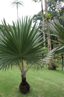 Ogród botaniczny Jardin de Balata foto: Piotr Kowalski