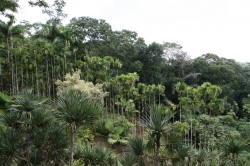 Ogród botaniczny Jardin de Balata foto: Piotr Kowalski