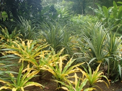 Ogród botaniczny Jardin Balata foto: Kasia Koj