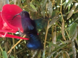 Ogród botaniczny Jardin Balata na Martynice z roku na rok wygląda coraz piękniej - zdjęcia 2018 foto: Ela