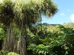 Ogród botaniczny Jardin Balata na Martynice z roku na rok wygląda coraz piękniej - zdjęcia 2018 foto: Ela