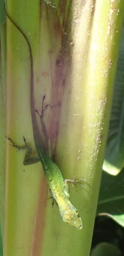 Ogród botaniczny Jardin Balata na Martynice z roku na rok wygląda coraz piękniej - zdjęcia 2018 foto: Ela