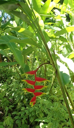 Ogród botaniczny Jardin Balata na Martynice z roku na rok wygląda coraz piękniej - zdjęcia 2018 foto: Ela