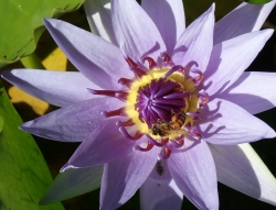 Ogród botaniczny Jardin Balata na Martynice z roku na rok wygląda coraz piękniej - zdjęcia 2018 foto: Ela