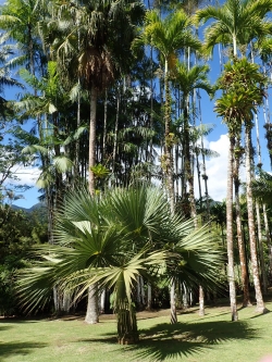 Ogród botaniczny Jardin Balata na Martynice z roku na rok wygląda coraz piękniej - zdjęcia 2018 foto: Ela