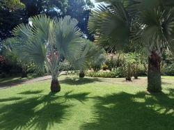 Ogród botaniczny Jardin Balata na Martynice z roku na rok wygląda coraz piękniej - zdjęcia 2018 foto: Ela