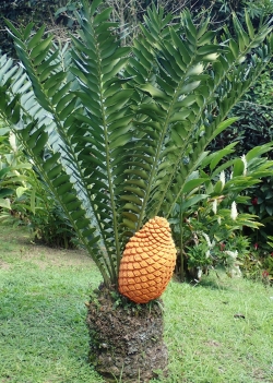 Ogród botaniczny Jardin Balata na Martynice z roku na rok wygląda coraz piękniej - zdjęcia 2018 foto: Ela