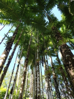 Ogród botaniczny Jardin Balata na Martynice z roku na rok wygląda coraz piękniej - zdjęcia 2018 foto: Ela