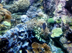 Oceanarium Oceanopolis w Breście foto: Kasia Koj