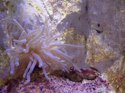 Aquarium of Guadeloupe foto: Katarzyna Kowalska