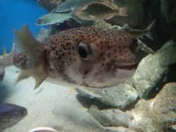 Aquarium of Guadeloupe foto: Katarzyna Kowalska