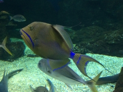 Oceanarium "Aquarium de la Guadeloupe" foto: Katarzyna Kowalska