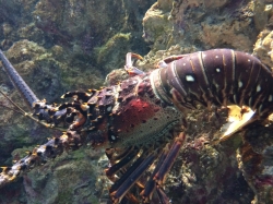 Oceanarium "Aquarium de la Guadeloupe" foto: Katarzyna Kowalska