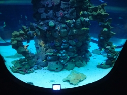 Cylindryczne akwarium widziane z różnych poziomów foto: Kasia Koj