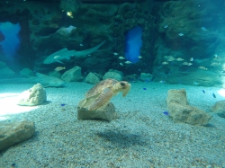 Niesamowita podwodna podróż w Aquarium "Poema del Mar" foto: Kasia Koj