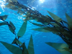 Niesamowita podwodna podróż w Aquarium "Poema del Mar" foto: Kasia Koj