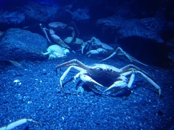 Niesamowita podwodna podróż w Aquarium "Poema del Mar" foto: Kasia Koj