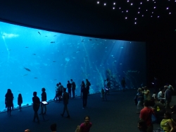 Największe akwarium na świecie w Aquarium "Poema del Mar" foto: Kasia Koj