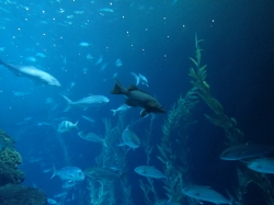 Największe akwarium na świecie w Aquarium "Poema del Mar" foto: Kasia Koj