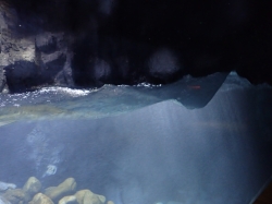Mają nawet akwarium w którym wytwarza się falę morską foto: Kasia Koj