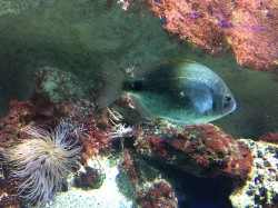 Rejs morski we Francji, zwiedzamy Oceanarium "Seaquarium" foto: Katarzyna Kowalska