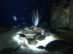 Rejs morski we Francji, zwiedzamy Oceanarium "Seaquarium" foto: Katarzyna Kowalska