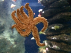 Rejs morski we Francji, zwiedzamy Oceanarium "Seaquarium" foto: Katarzyna Kowalska