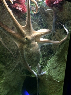 Rejs morski we Francji, zwiedzamy Oceanarium "Seaquarium" foto: Katarzyna Kowalska