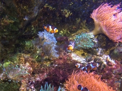 Rejs morski we Francji, zwiedzamy Oceanarium "Seaquarium" foto: Katarzyna Kowalska