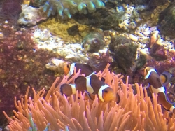 Rejs morski we Francji, zwiedzamy Oceanarium "Seaquarium" foto: Katarzyna Kowalska