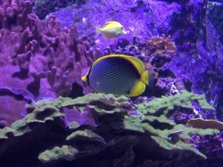 Rejs morski we Francji, zwiedzamy Oceanarium "Seaquarium" foto: Katarzyna Kowalska