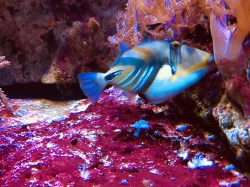 Rejs morski we Francji, zwiedzamy Oceanarium "Seaquarium" foto: Katarzyna Kowalska