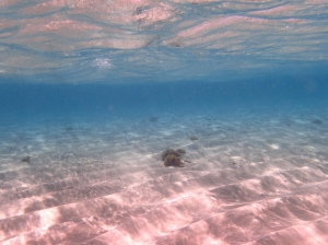 Biało-różowy piasek, błękitna woda, tak musi wyglądać raj | Charter.pl foto: Kasia Kowalska