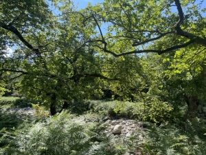 Cienisty las platanów zapewnia przyjemny chłód podczas trekkingu | Charter.pl foto: Katarzyna Kowalska