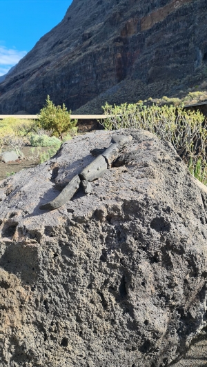 Kanary od środka: surowo, pięknie i w pełnej ciszy | Charter.pl foto: Agnieszka Papierniok