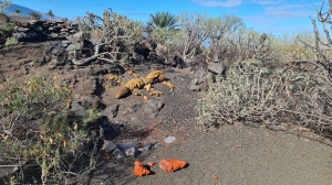 Kanary od środka: surowo, pięknie i w pełnej ciszy | Charter.pl foto: Agnieszka Papierniok