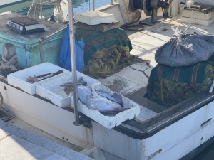 Volos to tętniące życiem nadmorskie miasto położone nad Zatoką Pagasyjską, u stóp góry Pelion | Charter.pl foto: Katarzyna Kowalska