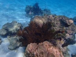 Tobago Cays foto: Kasia & Peter