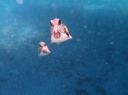 Tobago Cays foto: Kasia & Peter