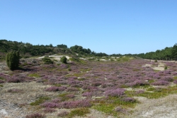 Zieleń przyrody, fiolet wrzosu i biel piasku, to są kolory wyspy Anholt - Charter.pl foto: Piotr Kowalski