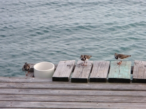 Anegada to najbardziej zewnętrzna z wysp archipelagu w kierunku północnym | Charter.pl foto: Kasia Kowalska