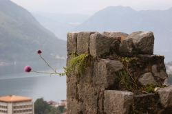 Kotor foto: Benek Breszka 