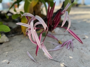 Żeglowanie na Karaibach, Belize | Charter.pl foto: Katarzyna Kowalska