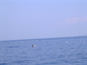 Delfin foto: Ania