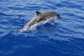 sycylijskie delfiny  foto: Timi 